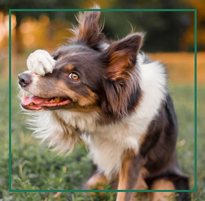 Education training packages: Dog holding paw on face - getting fun tricks training.